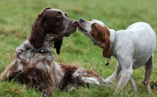 Ci sono comportamenti che rendono evidente un attaccamento profondo tra due cani...