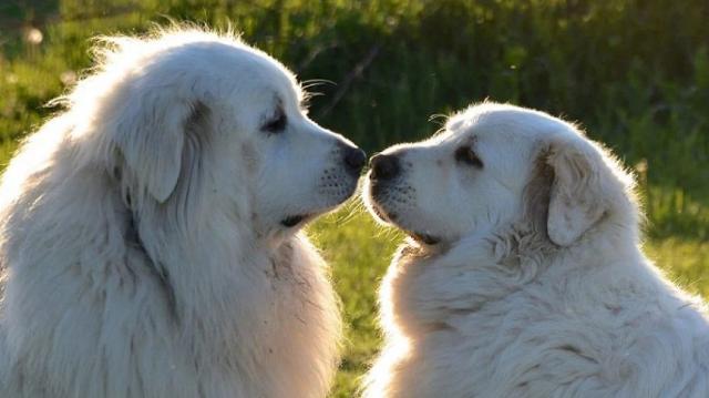 Più i cani crescono più la parte ludica diminuisce e le "coppie più mature" preferiscono andare ad annusare insieme, scovare possibili prede, abbaiare a qualcuno...