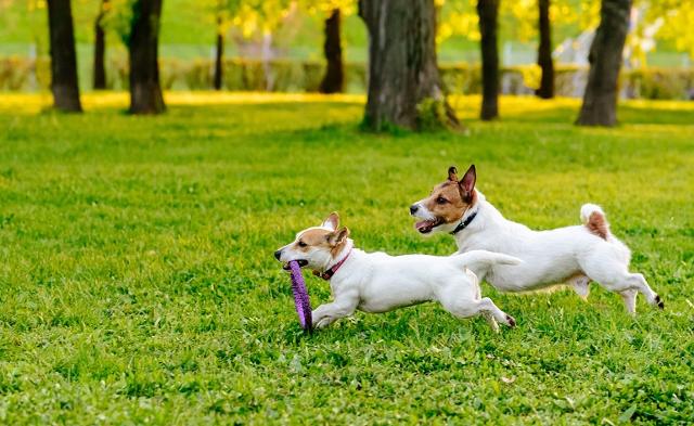 Quando due cani legati da uno speciale attaccamento sono insieme amano, se sono molto giovani, le corse, il gioco corpo a corpo, abbaiare insieme e giocare anche con gli altri cani...