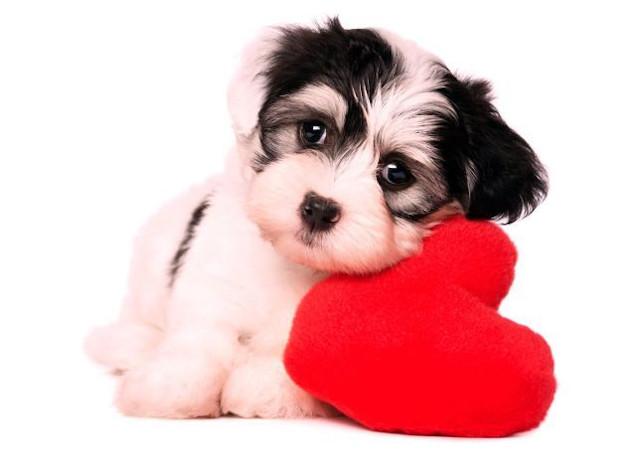 Idee regalo di San Valentino per cani