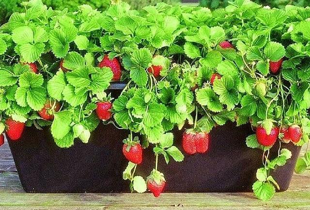 Anche le fragole sono coltivabili in vaso...