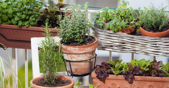 Orto sul balcone: Terriccio e terra di campo - Giornale del cibo