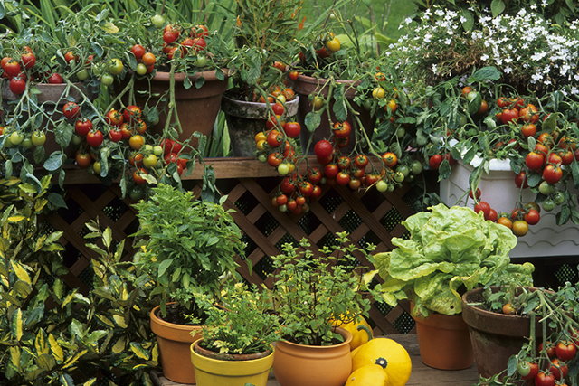 Ecco gli ortaggi, la frutta e le erbe che potete coltivare direttamente a casa!