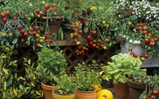 Ecco la frutta, le verdure e le erbe che puoi coltivare direttamente a casa!