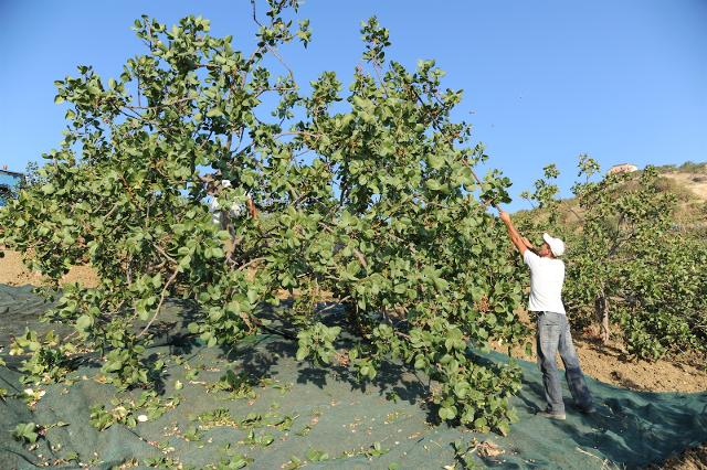 IL PISTACCHIO DI RAFFADALI DOP IL PISTACCHIO DI RAFFADALI DOP