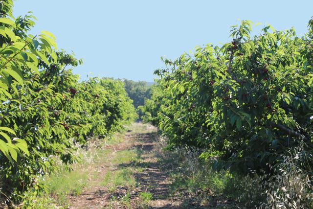 Coltivazioni Consorzio BIA