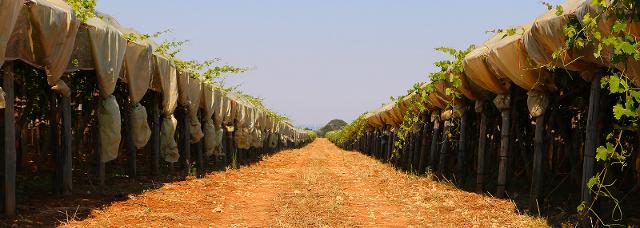 Coltivazioni Consorzio BIA