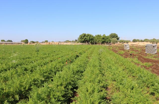 Coltivazioni Consorzio BIA