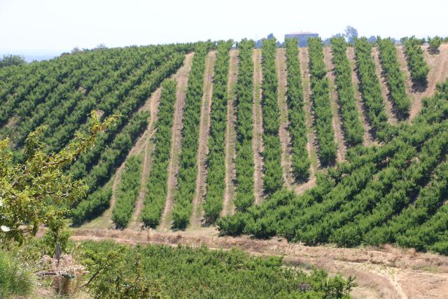 Coltivazioni Consorzio BIA