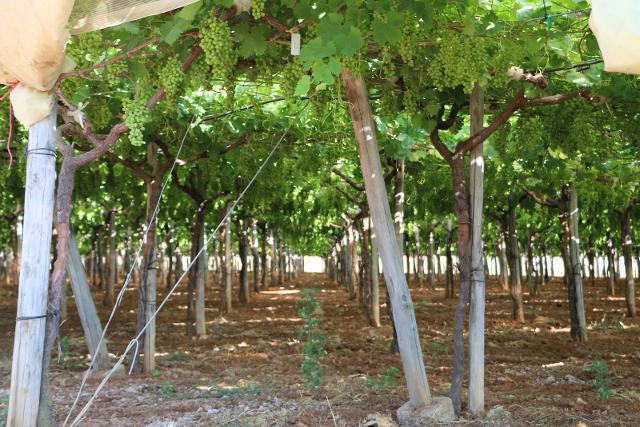 Coltivazioni Consorzio BIA