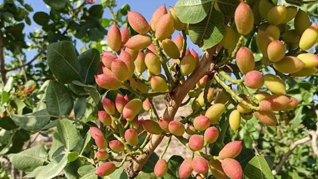 Pistacchio di Raffadali DOP