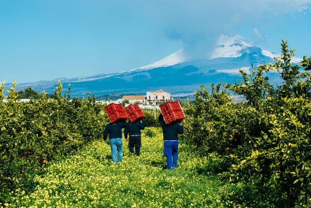 Raccolta delle arance negli agrumeti di Contrada San Martino (CT)