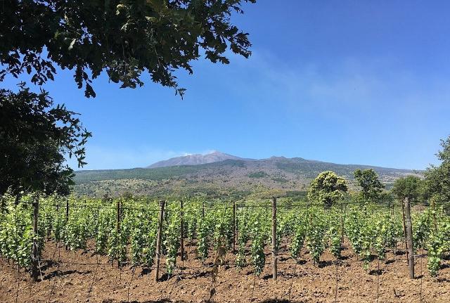 Tenuta Ferrata