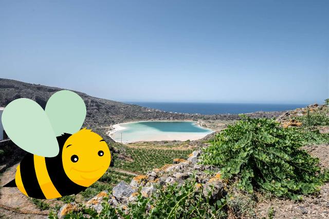 Vi presentiamo l'Ape di Pantelleria!