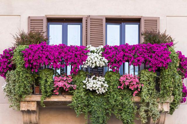 Volete un balcone fiorito? È il momento dei bulbi di Primavera!