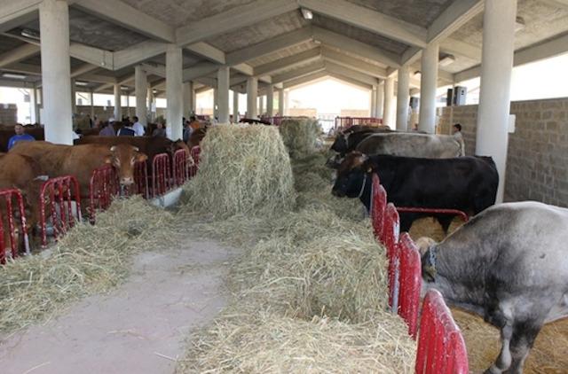 Foro boario di Gangi