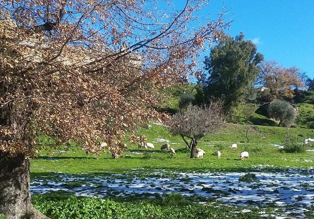 La selva dell'orto del Convento dei Frati Minori Cappuccini di Nicosia