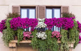 Volete un balcone fiorito? È il momento dei bulbi di Primavera!