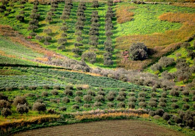 Coltivazioni sulle Madonie