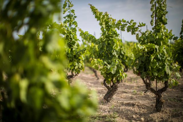Vigne ad Alberello nel Feudo Maccari