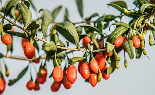 Bacche di Goji Bacche di Goji