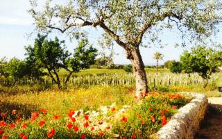 Una vacanza nella campagna ragusana, ospiti della natura