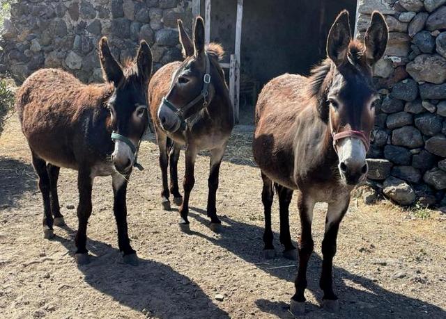 L'Asino Pantesco torna a casa...