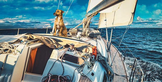 In barca a vela alle isole Eolie con cane e Skipper - TripForDog In barca a vela alle isole Eolie con cane e Skipper - TripForDog