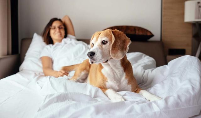 Hotel Dog Friendly Hotel Dog Friendly