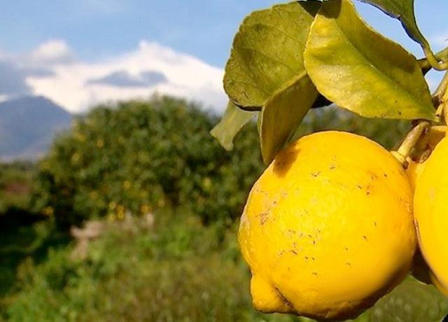 Limone dell'Etna IGP