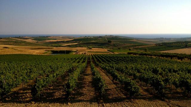 La Sicilia che non ti aspetti... Mandrarossa inaugura la sua nuova Winery