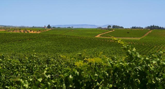 Il vigneto siciliano ha la stessa estensione del vigneto tedesco... 