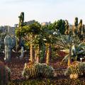 Alle falde dell'Etna torna il Radicepura Garden Festival