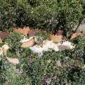 Alle falde dell'Etna torna il Radicepura Garden Festival