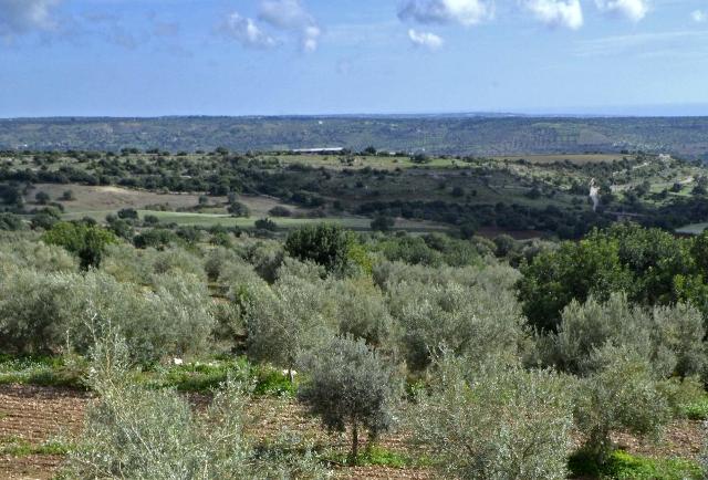 Al via la campagna olearia per il DOP dei Monti Iblei