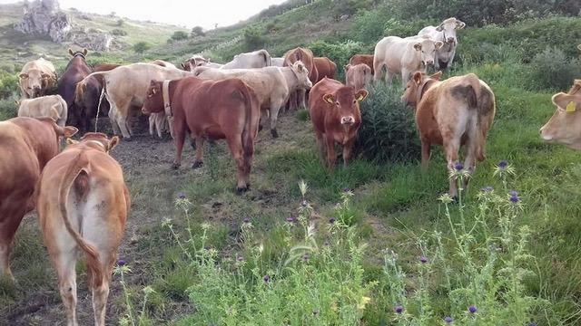 Finalmente l'esportazione dei bovini siciliani può ripartire