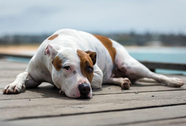 Prima di portarlo al mare, considerare l'età e gli acciacchi di Fido...