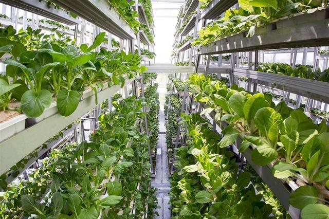 Modello di serra aeroponica