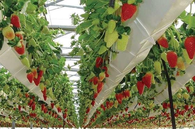 Fragole coltivate con il metodo aeroponico