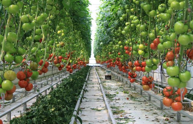 In Sicilia si prepara l'agricoltura del futuro