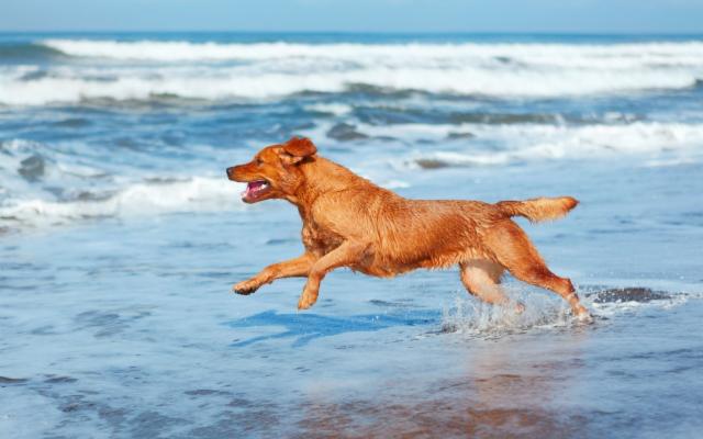 Il vostro cane non ama fare il bagno al mare? Vi diciamo come diventare i loro istruttori