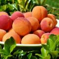 La Sicilia che resiste nei Presìdi Slow Food