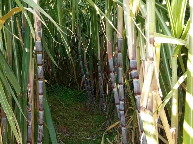 Piantagione di canna da zucchero nel terreno di Corrado Bellia, ad Avola 