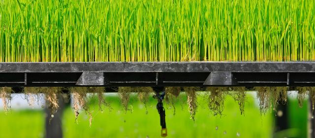 Coltivazione aeroponica