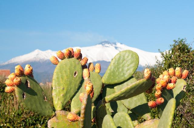 Ficodindia dell'Etna DOP
