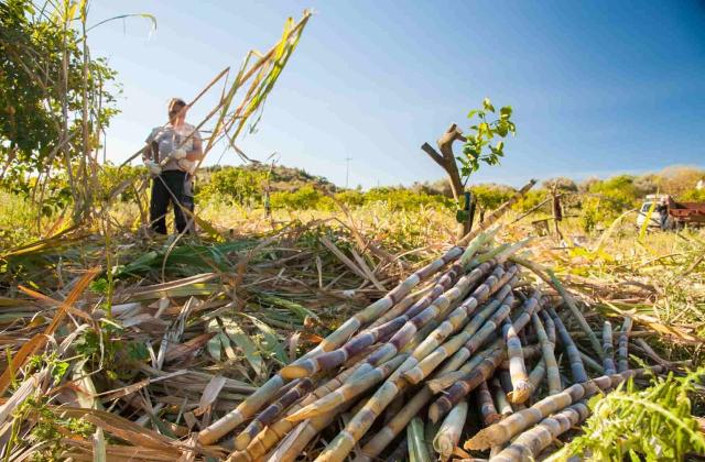 La raccolta della canna da zucchero
