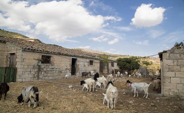 Le capre di Luca Cammarata nella sua azienda agricola biologica di Caltanissetta