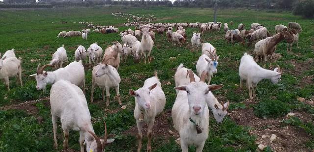 Le capre dell'agriazienda "A Cavagna" della famiglia Roccuzzo, a Ispica