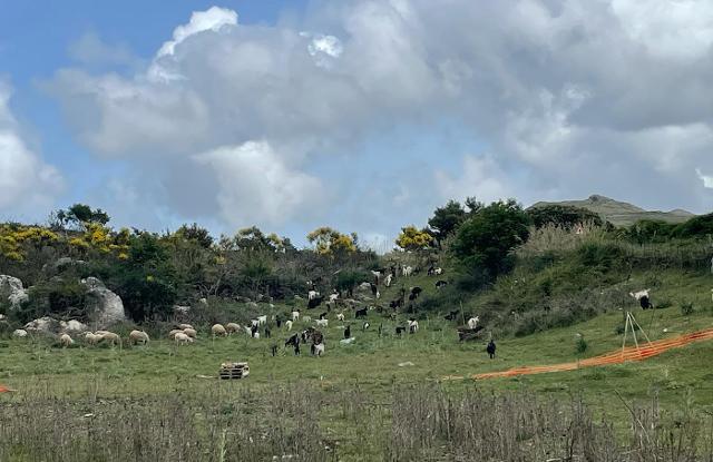 Le capre di Rossella Calascibetta del Caseificio Delle Scale di Monreale