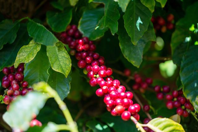 Drupe della piantagione Morettino